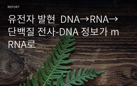유전자 발현  DNA→RNA→단백질 전사-DNA 정보가 mRNA로