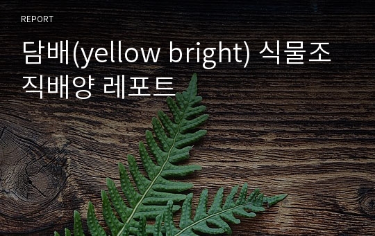 담배(yellow bright) 식물조직배양 레포트