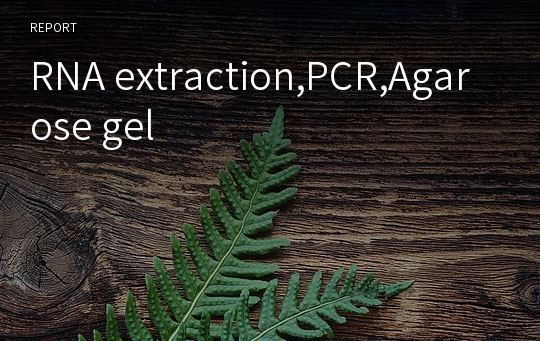 RNA extraction,PCR,Agarose gel