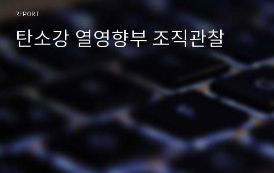 탄소강 열영향부 조직관찰