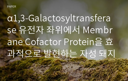 α1,3-Galactosyltransferase 유전자 좌위에서 Membrane Cofactor Protein을 효과적으로 발현하는 자성 돼지 섬유아세포의 생산