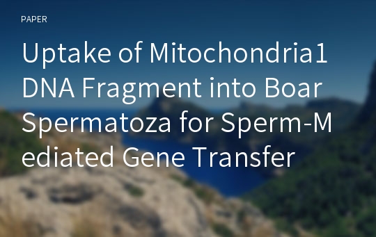 Uptake of Mitochondria1 DNA Fragment into Boar Spermatoza for Sperm-Mediated Gene Transfer