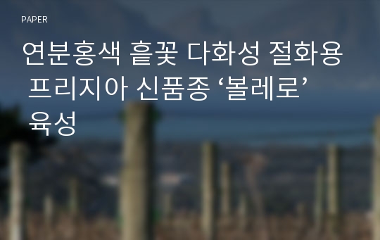 연분홍색 흩꽃 다화성 절화용 프리지아 신품종 ‘볼레로’ 육성