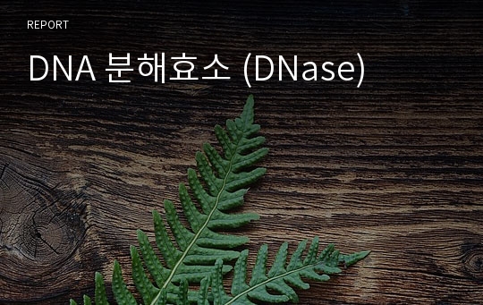 DNA 분해효소 (DNase)