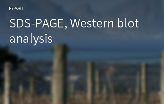 SDS-PAGE, Western blot analysis