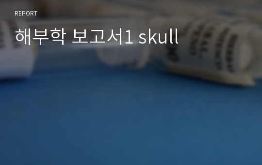 해부학 보고서1 skull
