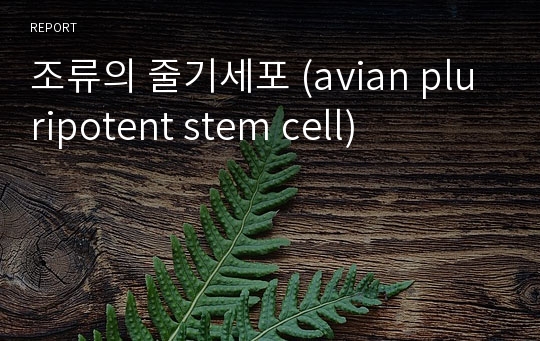 조류의 줄기세포 (avian pluripotent stem cell)