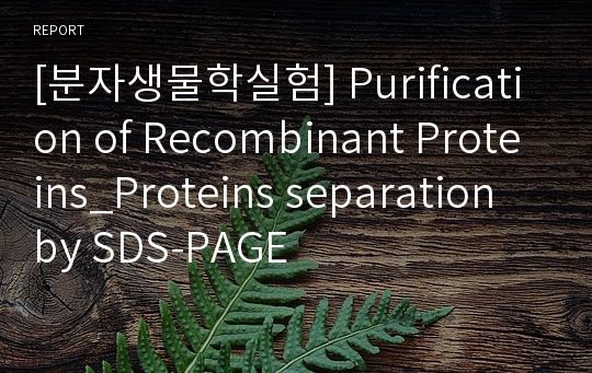 [분자생물학실험] Purification of Recombinant Proteins_Proteins separation by SDS-PAGE