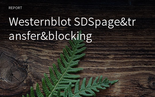 Westernblot SDSpage&amp;transfer&amp;blocking
