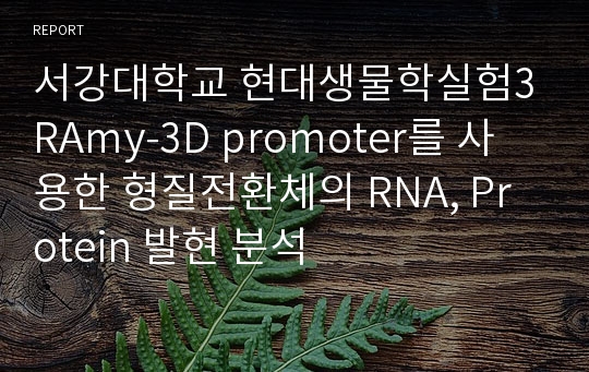 서강대학교 현대생물학실험3 RAmy-3D promoter를 사용한 형질전환체의 RNA, Protein 발현 분석