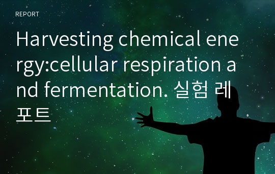 Harvesting chemical energy:cellular respiration and fermentation. 실험 레포트