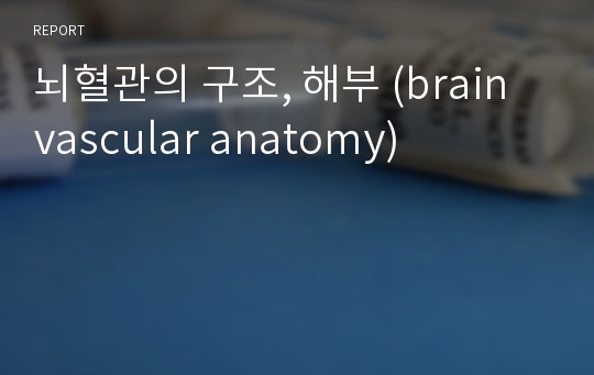 뇌혈관의 구조, 해부 (brain vascular anatomy)