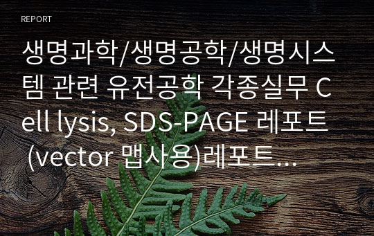 생명과학/생명공학/생명시스템 관련 유전공학 각종실무 Cell lysis, SDS-PAGE 레포트 (vector 맵사용)레포트입니다.