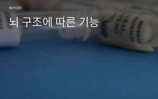 뇌 구조에 따른 기능