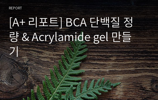 [A+ 리포트] BCA 단백질 정량 &amp; Acrylamide gel 만들기