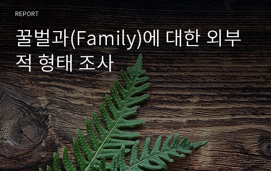 꿀벌과(Family)에 대한 외부적 형태 조사