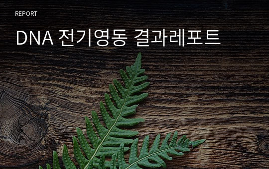 DNA 전기영동 결과레포트