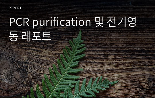 PCR purification 및 전기영동 레포트