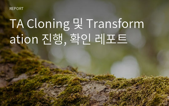 TA Cloning 및 Transformation 진행, 확인 레포트