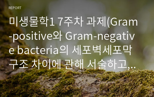 미생물학1 7주차 과제(Gram-positive와 Gram-negative bacteria의 세포벽세포막 구조 차이에 관해 서술하고, Gram-negative bacteria의 외막에 존재하는 LPS의 역할에 관해 서술하시오.).hwp