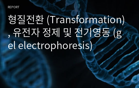 형질전환 (Transformation), 유전자 정제 및 전기영동 (gel electrophoresis)