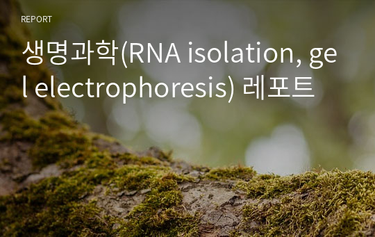생명과학(RNA isolation, gel electrophoresis) 레포트