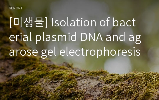 [미생물] Isolation of bacterial plasmid DNA and agarose gel electrophoresis