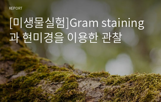 [미생물실험]Gram staining과 현미경을 이용한 관찰
