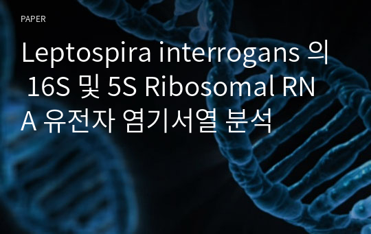 Leptospira interrogans 의 16S 및 5S Ribosomal RNA 유전자 염기서열 분석
