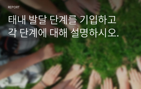 태내 발달 단계를 기입하고 각 단계에 대해 설명하시오.