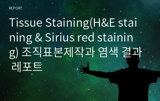 Tissue Staining(H&amp;E staining &amp; Sirius red staining) 조직표본제작과 염색 결과 레포트