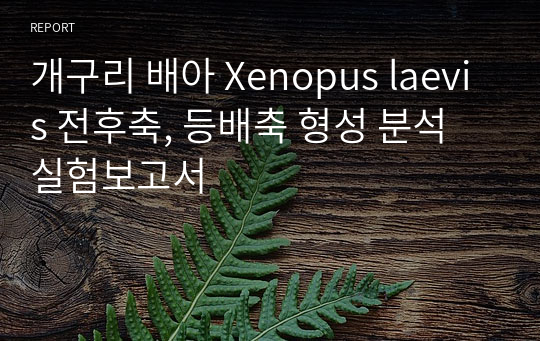 개구리 배아 Xenopus laevis 전후축, 등배축 형성 분석 실험보고서