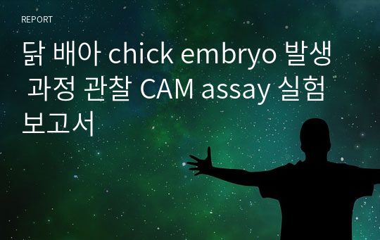 닭 배아 chick embryo 발생 과정 관찰 CAM assay 실험보고서