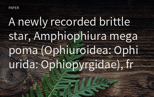A newly recorded brittle star, Amphiophiura megapoma (Ophiuroidea: Ophiurida: Ophiopyrgidae), from the mesophotic zone in the East Sea, Korea
