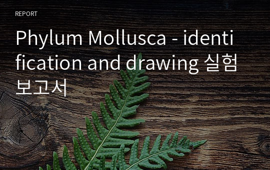 Phylum Mollusca - identification and drawing 실험보고서