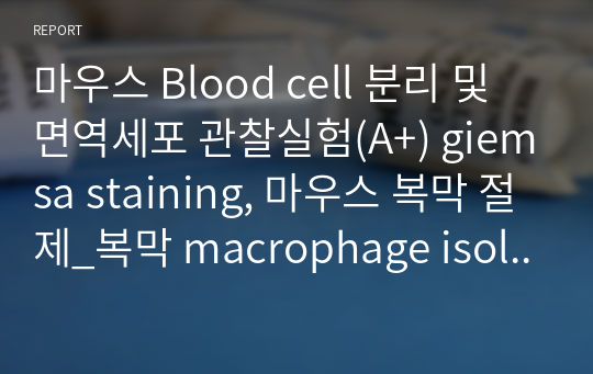 마우스 Blood cell 분리 및 면역세포 관찰실험(A+) giemsa staining, 마우스 복막 절제_복막 macrophage isolation, 마우스 해부(림프절 관찰 및 채취), Bone marrow cell isolation