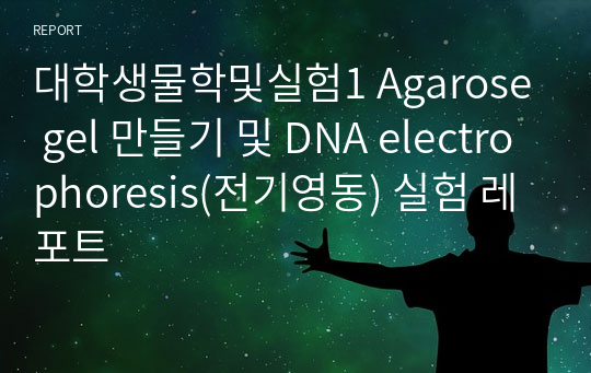대학생물학및실험1 Agarose gel 만들기 및 DNA electrophoresis(전기영동) 실험 레포트