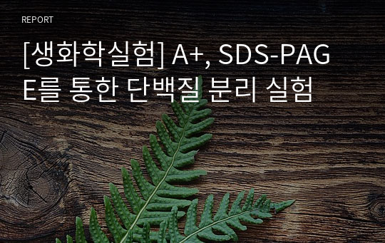 [생화학실험] A+, SDS-PAGE를 통한 단백질 분리 실험