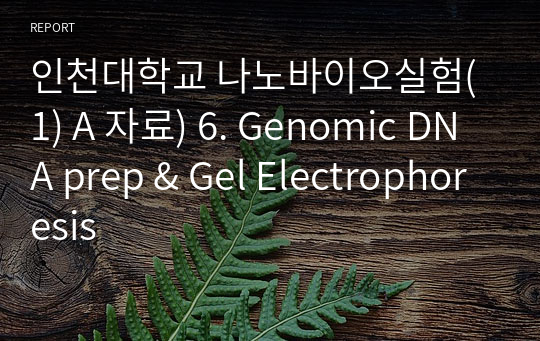 인천대학교 나노바이오실험(1) A 자료) 6. Genomic DNA prep &amp; Gel Electrophoresis