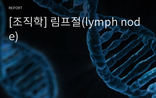 [조직학] 림프절(lymph node)