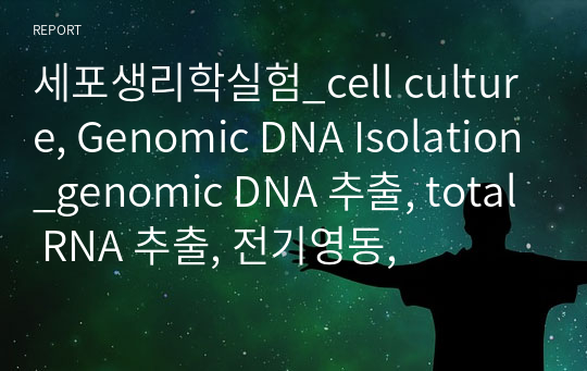 세포생리학실험_cell culture, Genomic DNA Isolation_genomic DNA 추출, total RNA 추출, 전기영동,