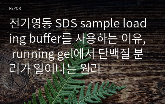 전기영동 SDS sample loading buffer를 사용하는 이유, running gel에서 단백질 분리가 일어나는 원리