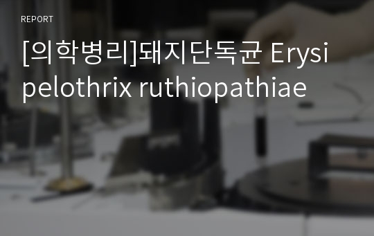 [의학병리]돼지단독균 Erysipelothrix ruthiopathiae