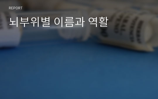 뇌부위별 이름과 역활