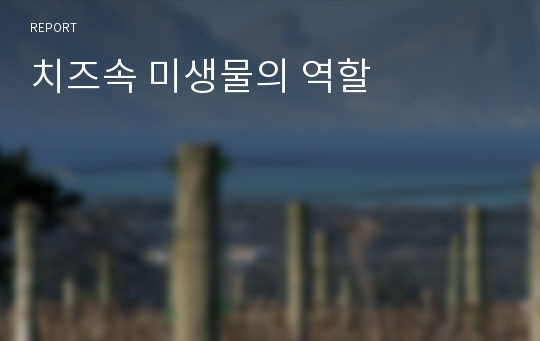 치즈속 미생물의 역할