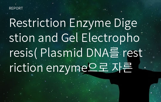 Restriction Enzyme Digestion and Gel Electrophoresis( Plasmid DNA를 restriction enzyme으로 자른 후 DNA size marker와 비교하는 실험)