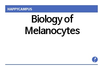Biology of Melanocytes