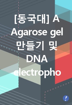 [동국대] A Agarose gel 만들기 및 DNA electrophoresis  레포트
