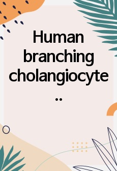 Human branching cholangiocyte organoids